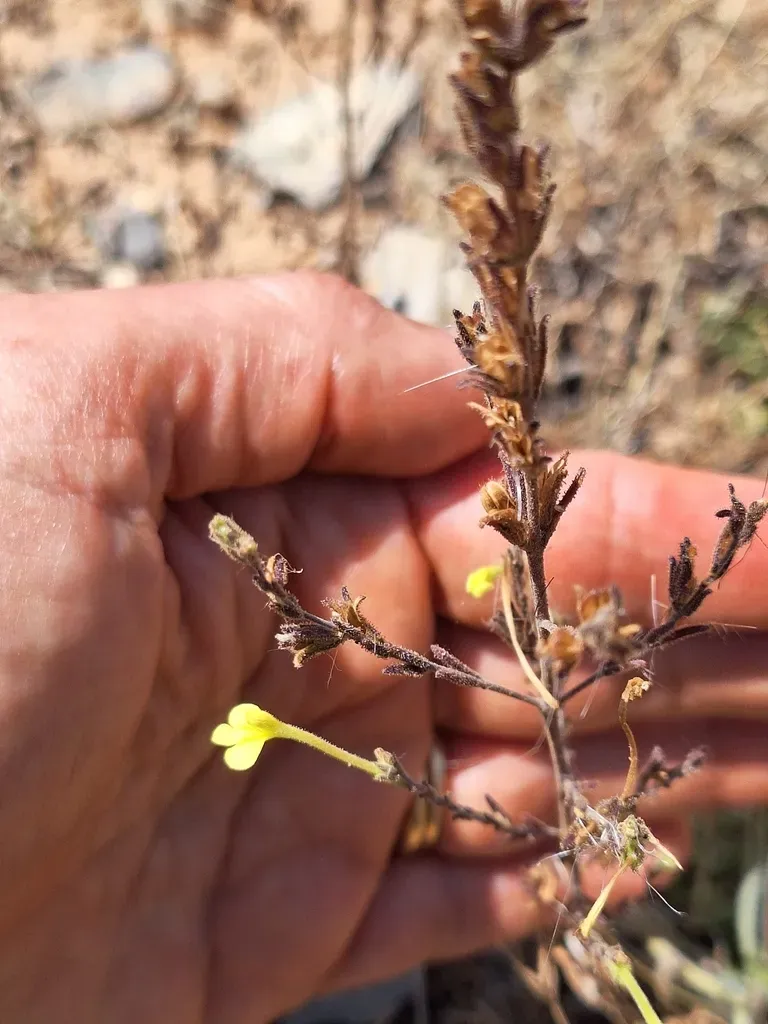 Odontites Longiflorus