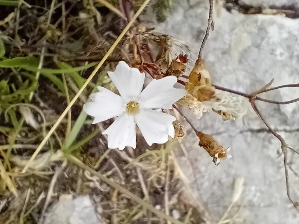 Alpine Catchfly