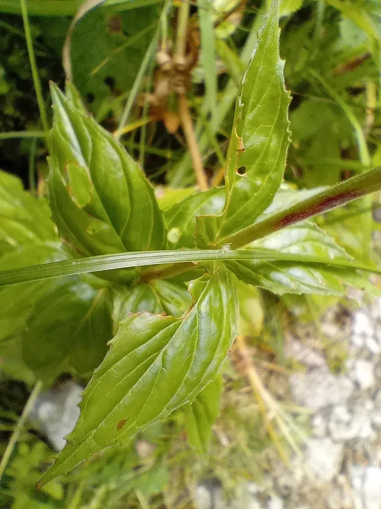 Whorled-leaved Willowherb