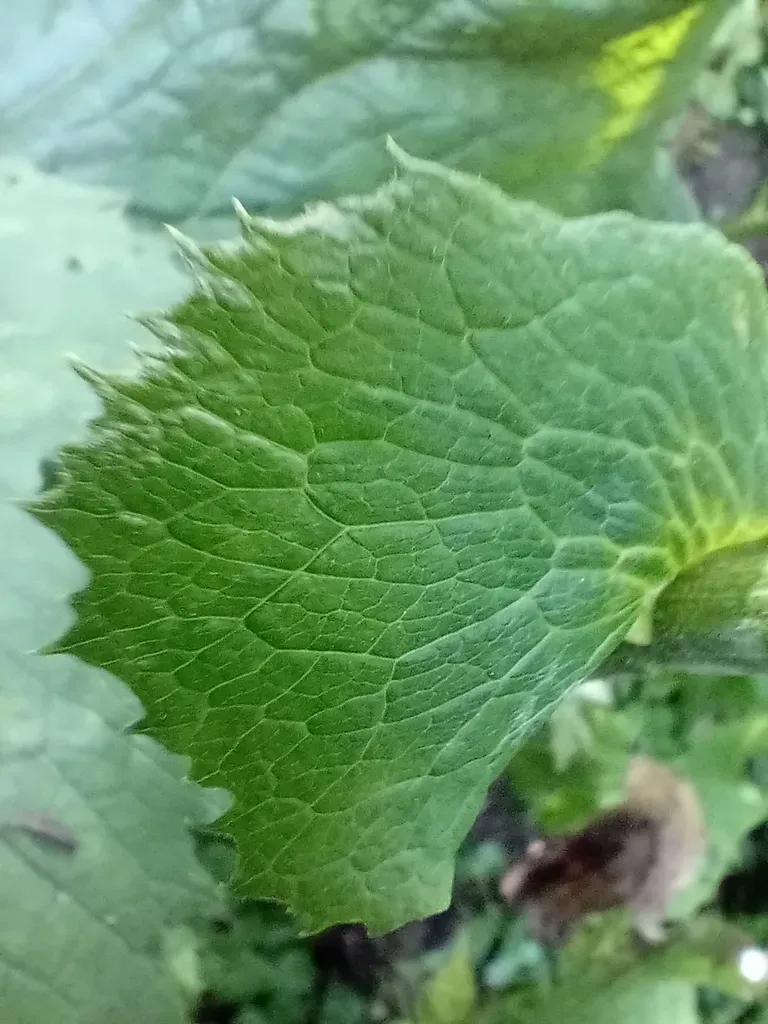 Hedge-leaved Adenostyle