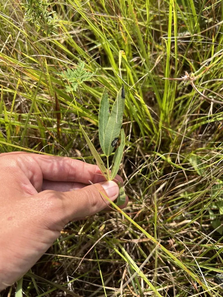 Mead's Milkweed