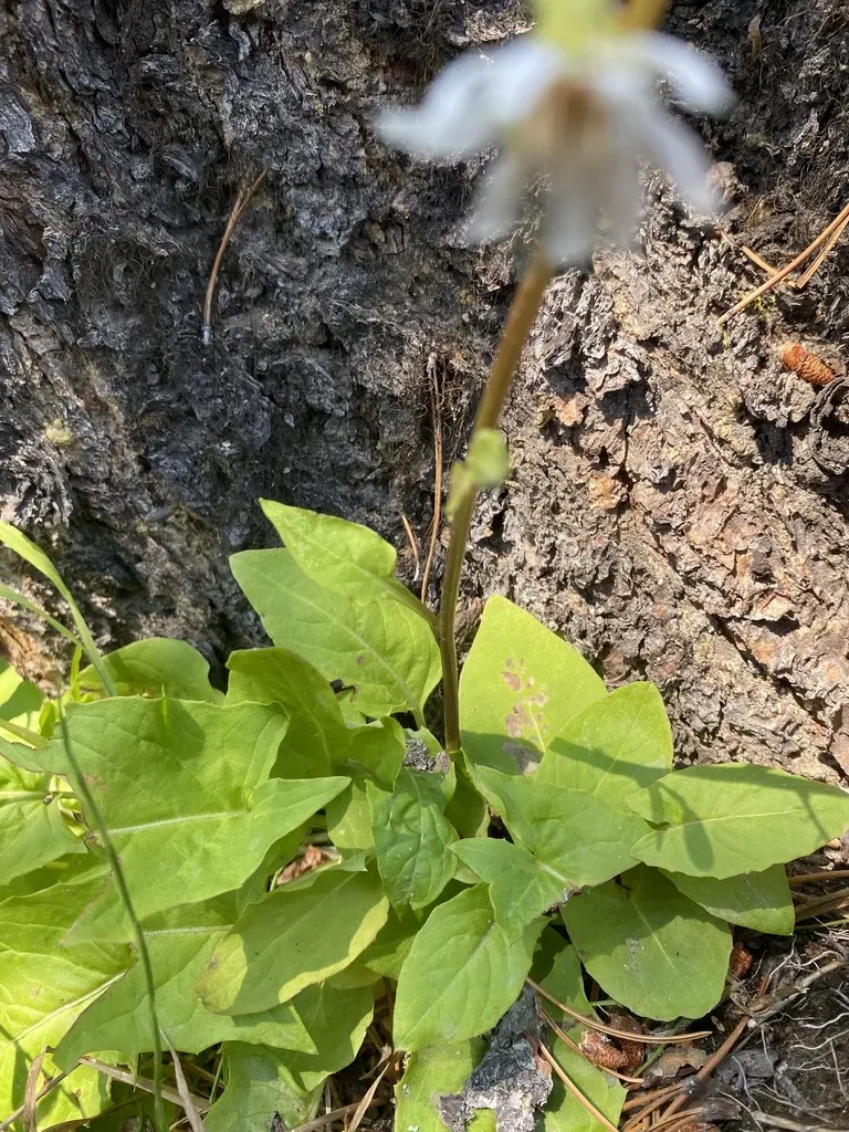 Arrowleaf Rattlesnake Root