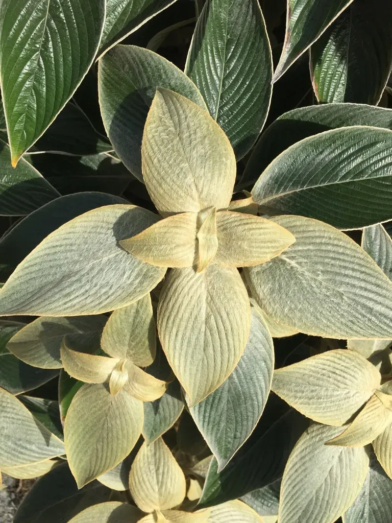 Strobilanthes Gossypina