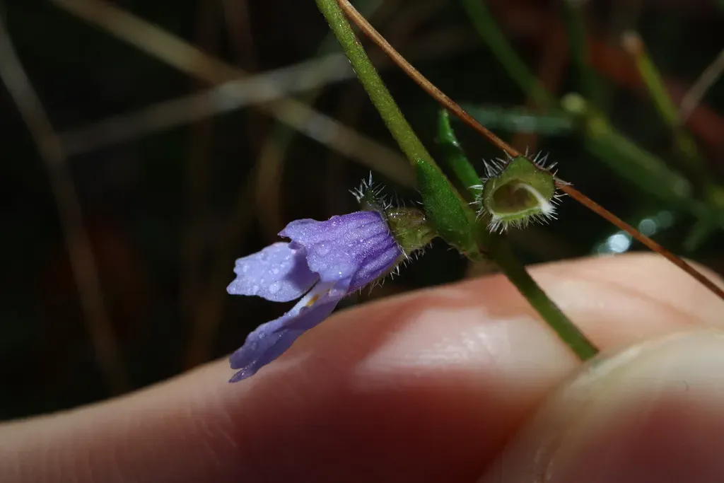 Prostanthera Saxicola