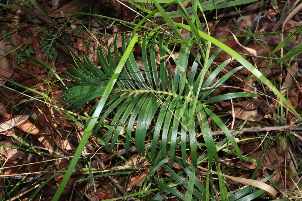 Macrozamia Spiralis