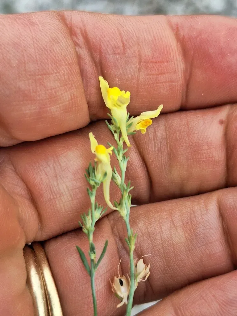 Linaria Badali
