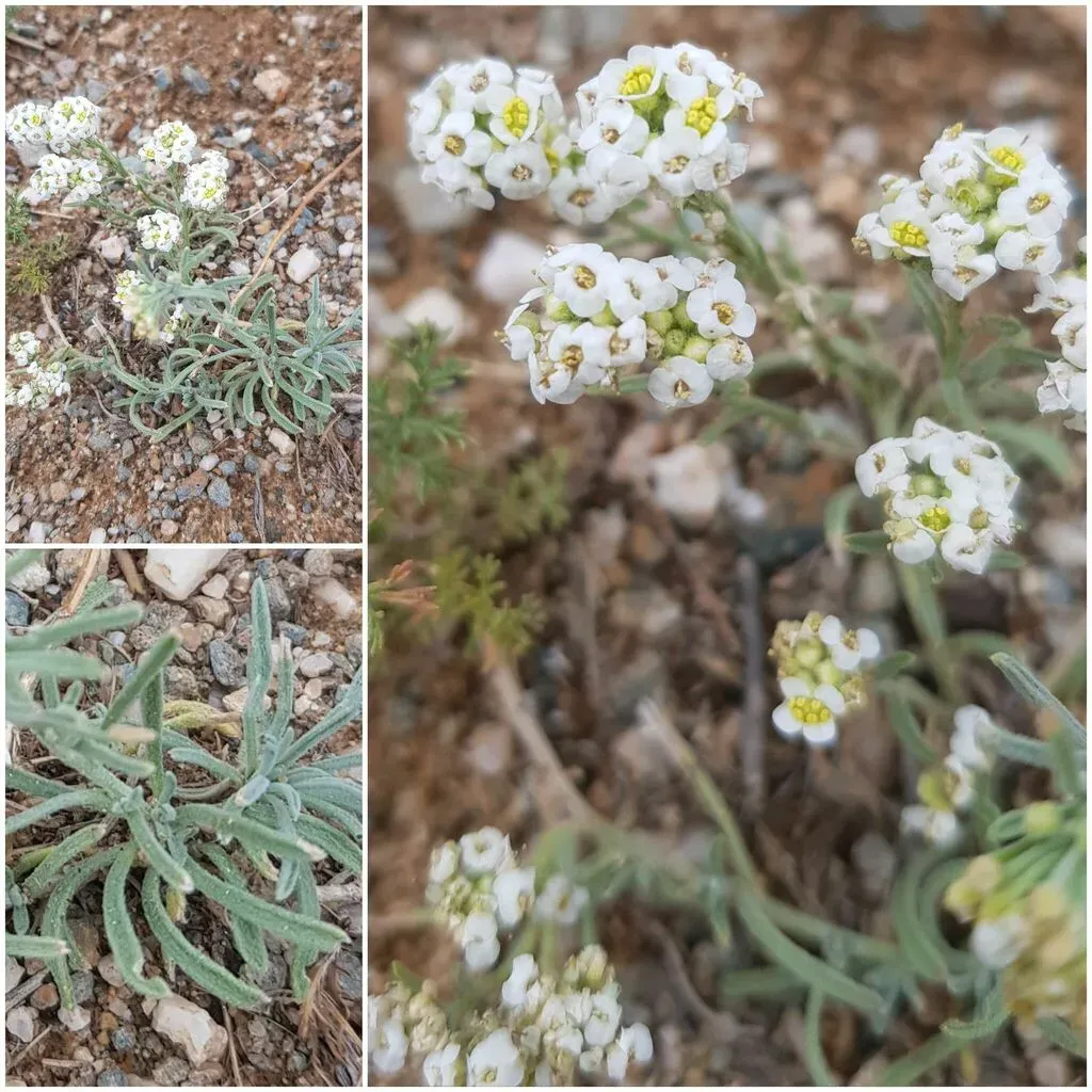 Ptilotrichum Canescens