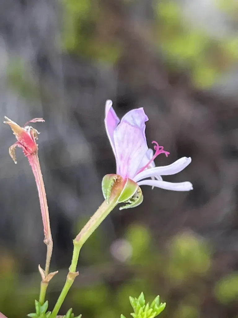 Fern-leaf Pelargonium