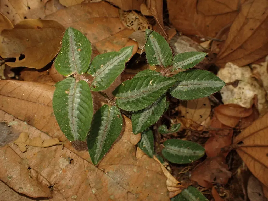 Palicourea Debilis