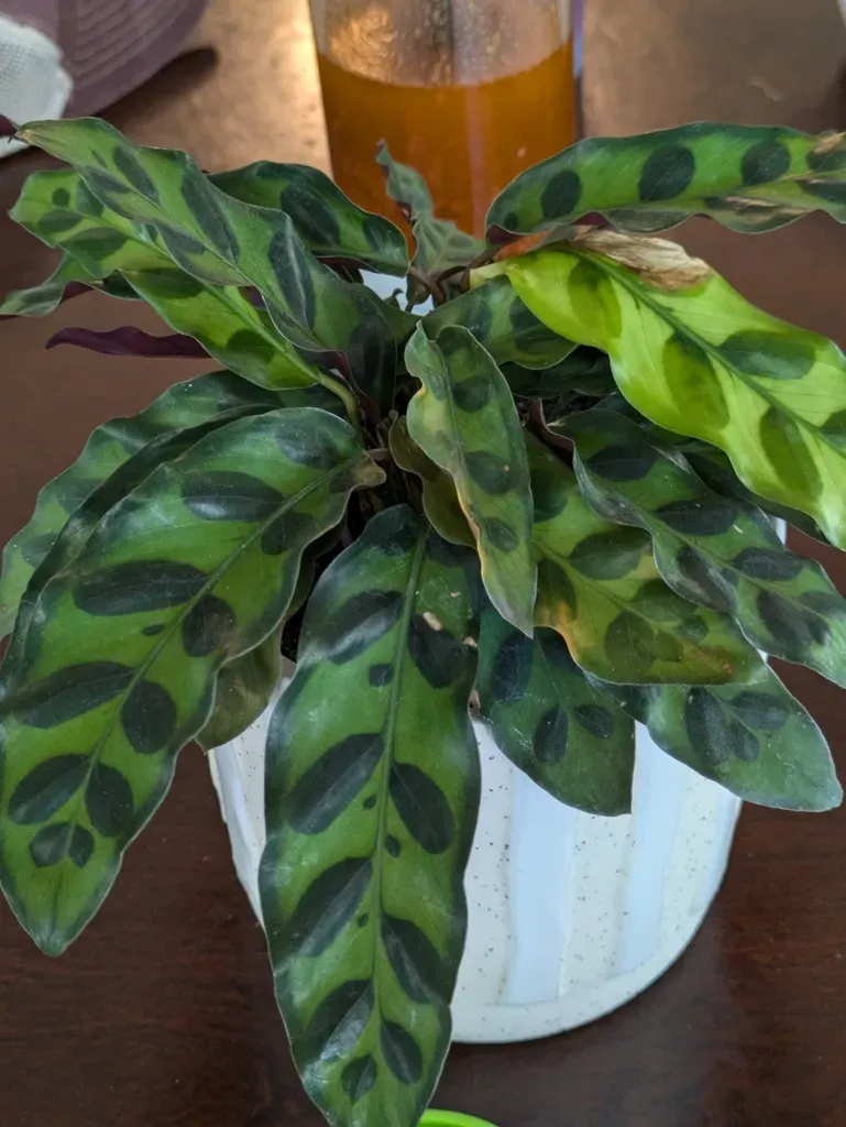 Rattlesnake Plant