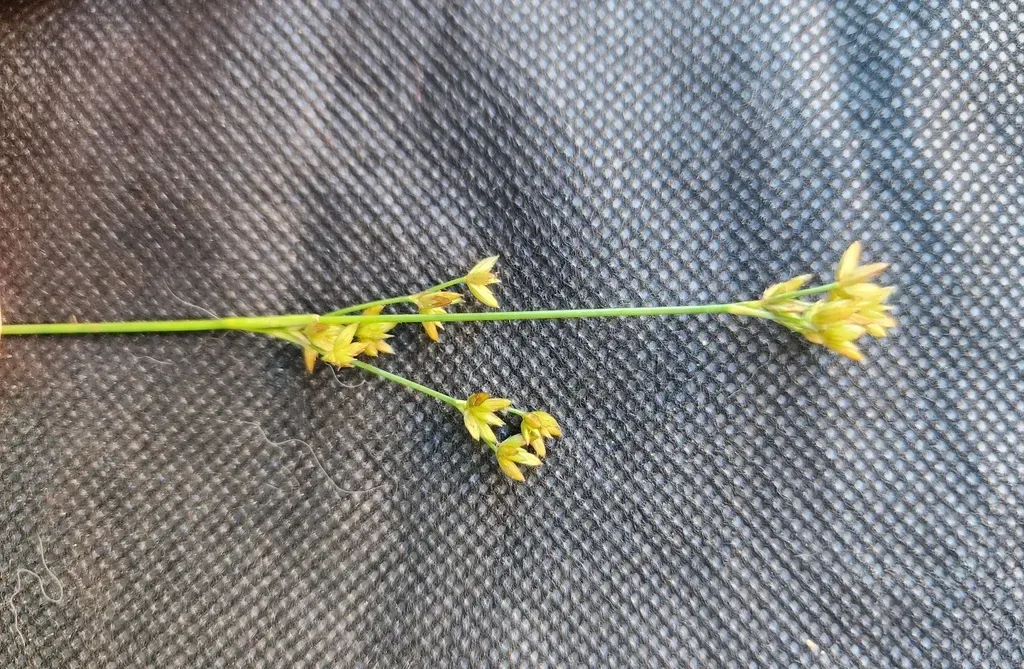 Narrow-panicled Rush