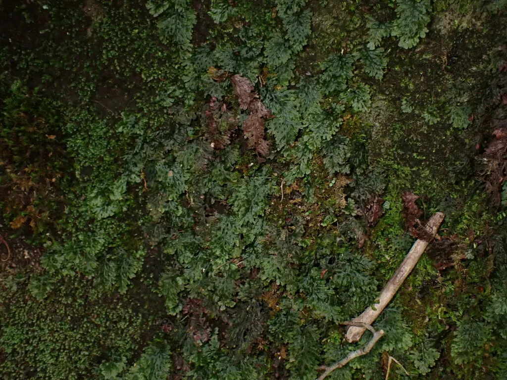 Hymenophyllum Barbatum