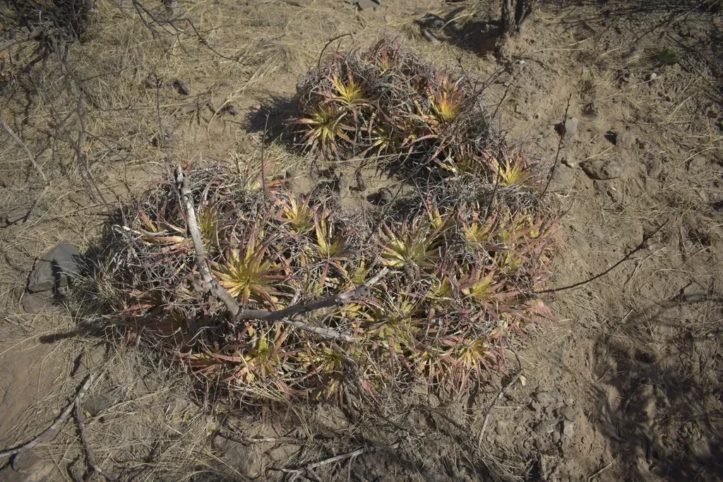 Deuterocohnia Longipetala