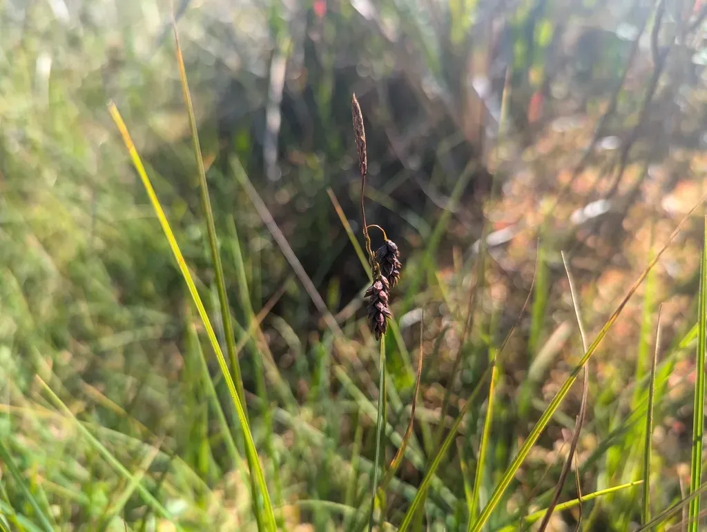 Several-flowered Sedge
