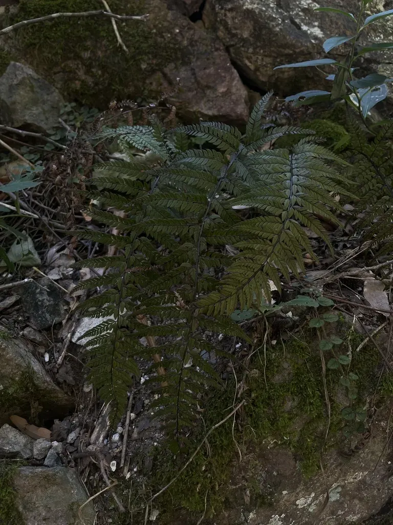 Korean Rock Fern