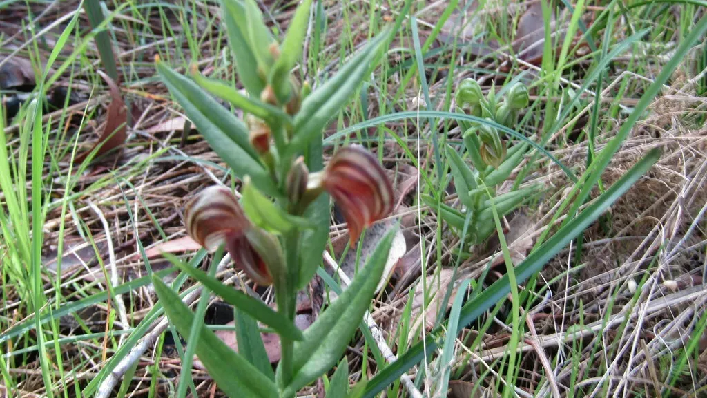 Pterostylis Atrosanguinea