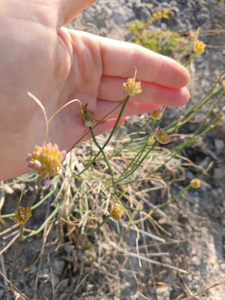 Allium Saxatile