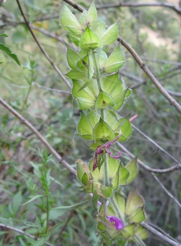 Dicliptera Peruviana