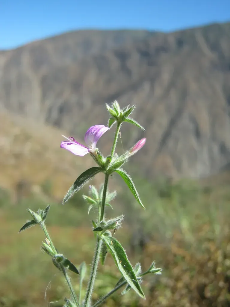 Dicliptera Hookeriana