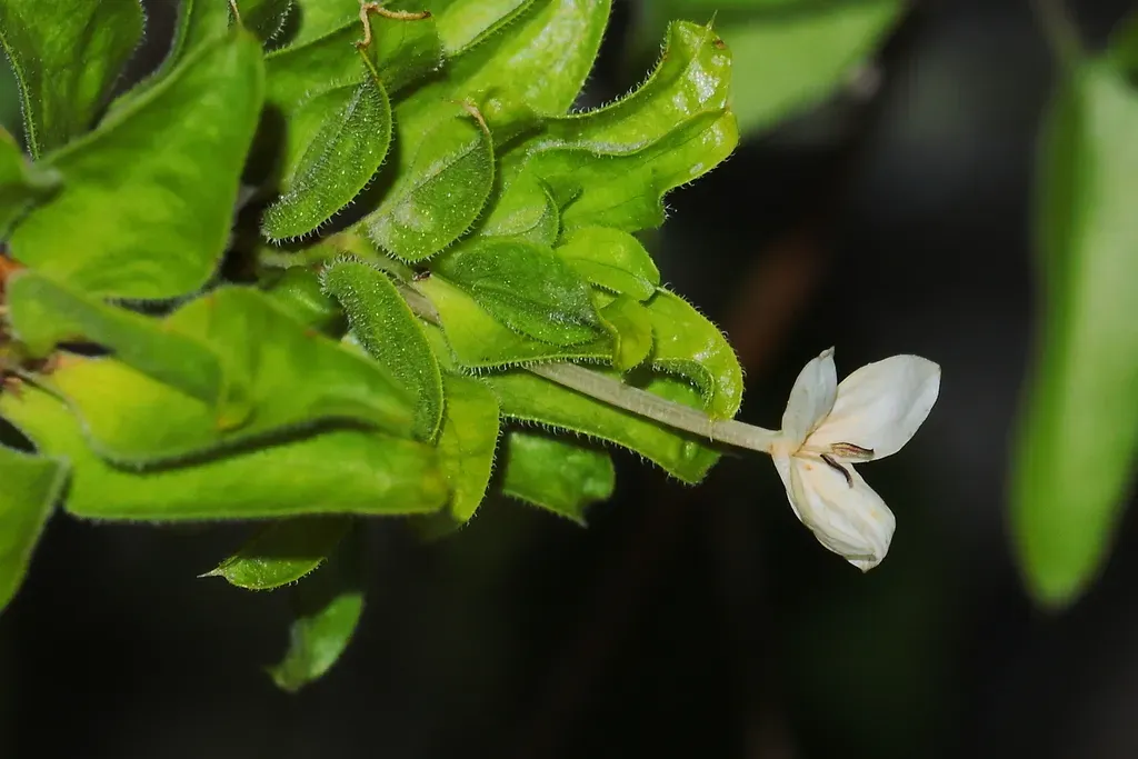Tetramerium Peruvianum