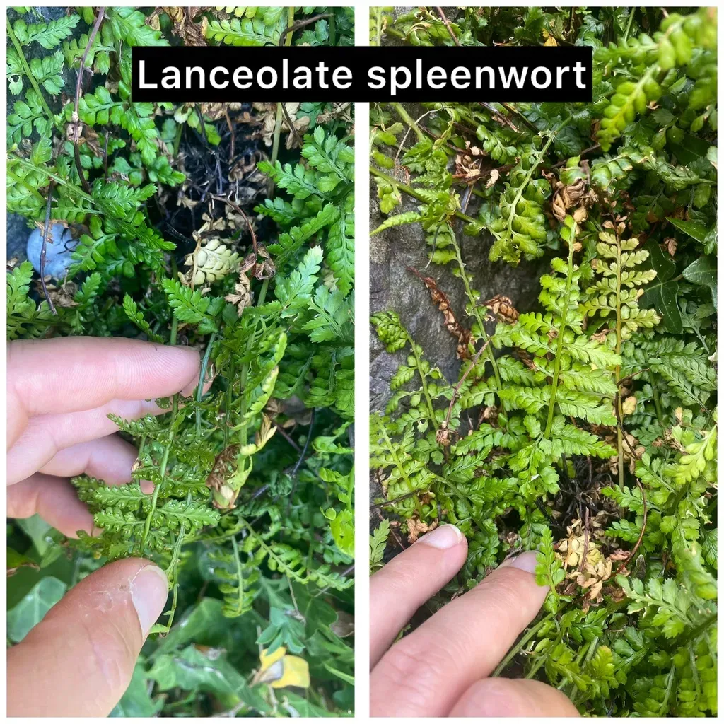 Lanceolate Spleenwort