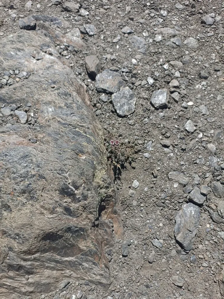 Erodium Cheilanthifolium