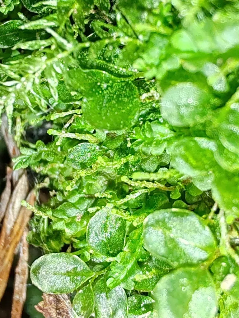 Long-leaved Flapwort
