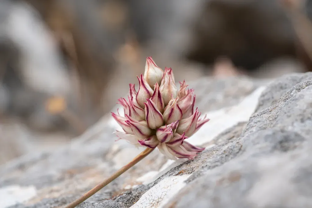 Red Serpentinite Leek
