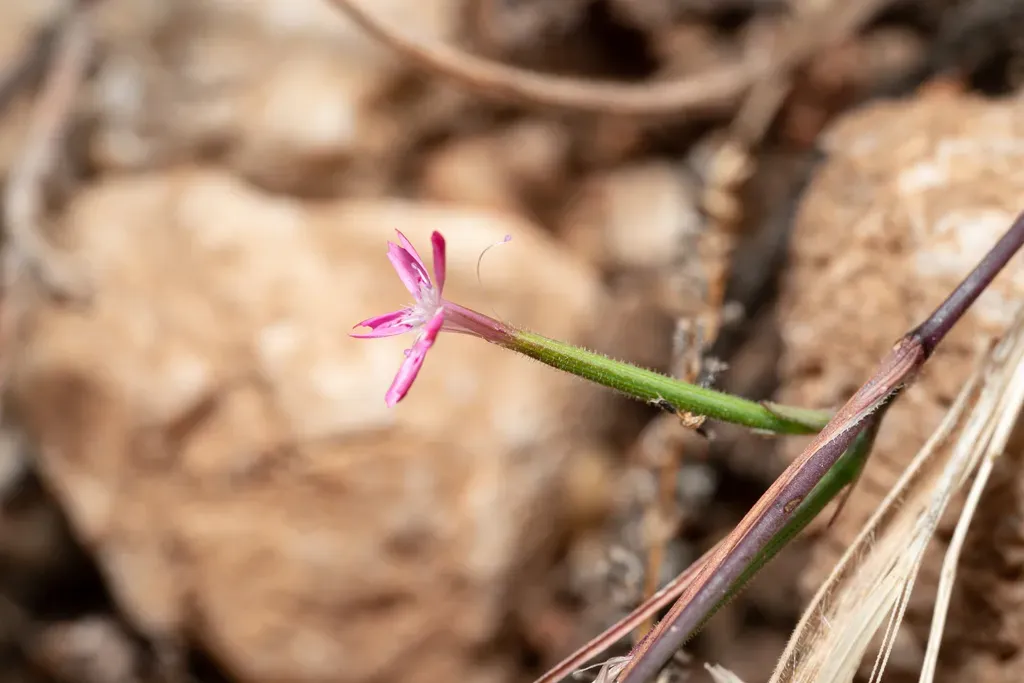 Dianthus Nudiflorus