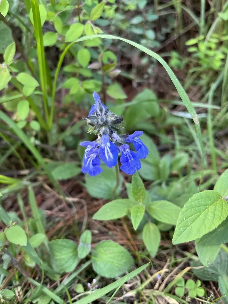 Prunelloides Sage