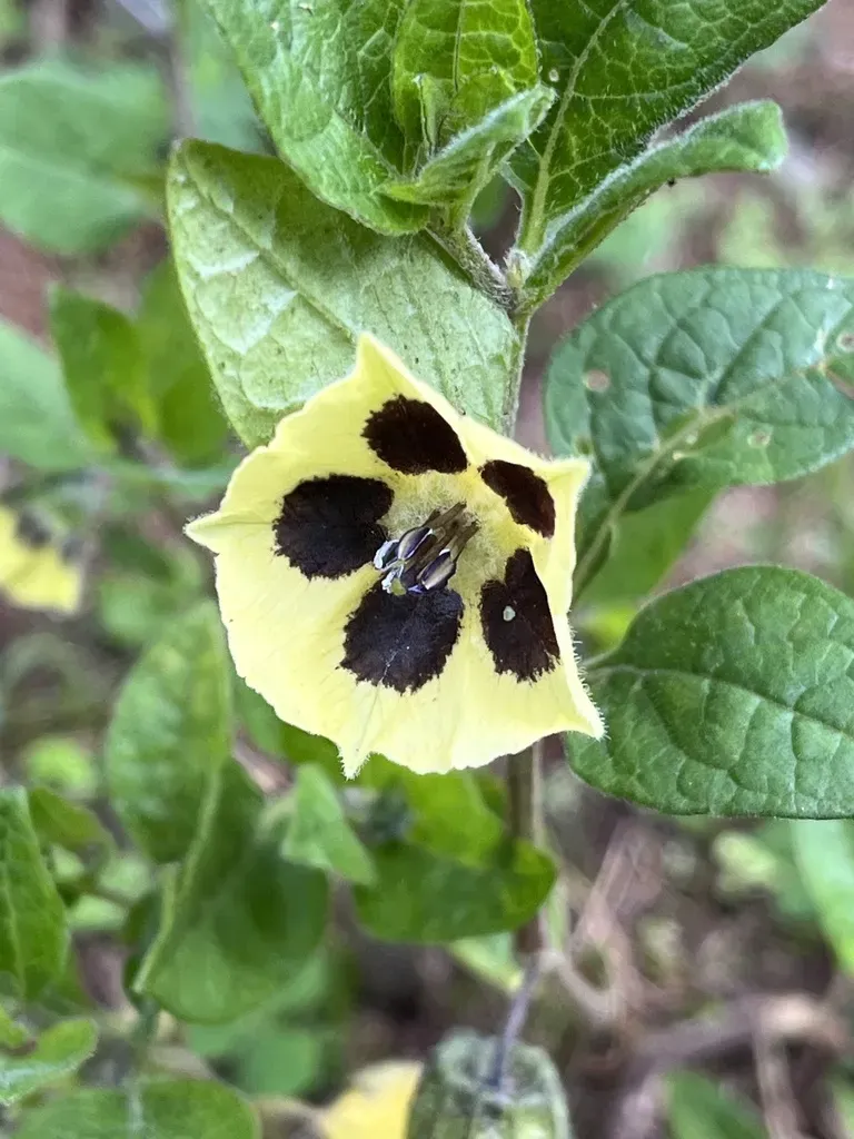 Physalis Chenopodiifolia