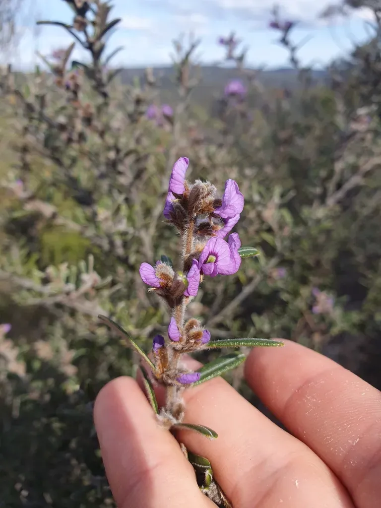 Hovea Speciosa