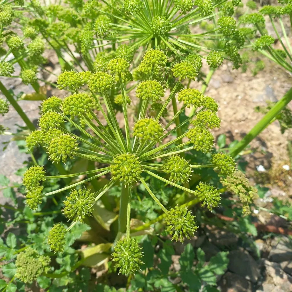 Archangelica Brevicaulis