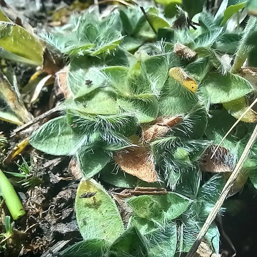 Eritrichium Tianschanicum