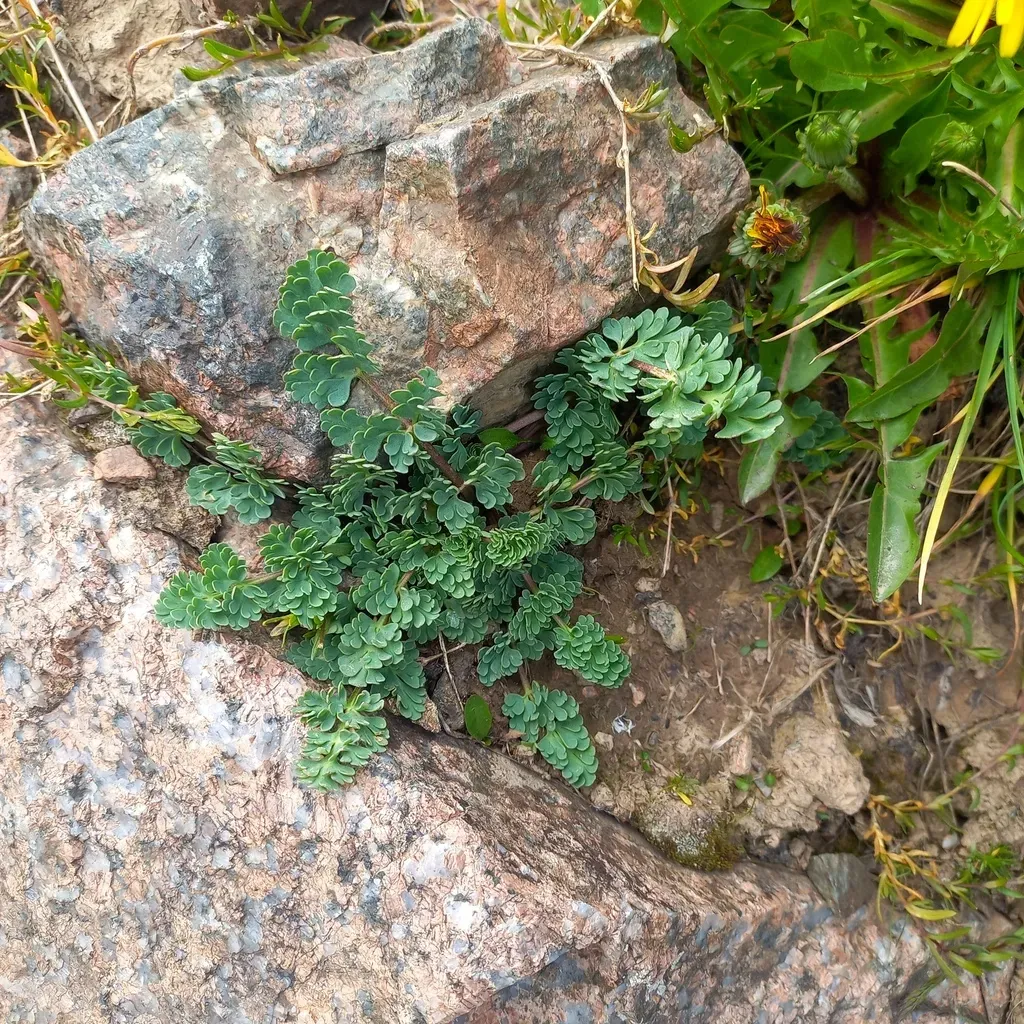 Callianthemum Alatavicum