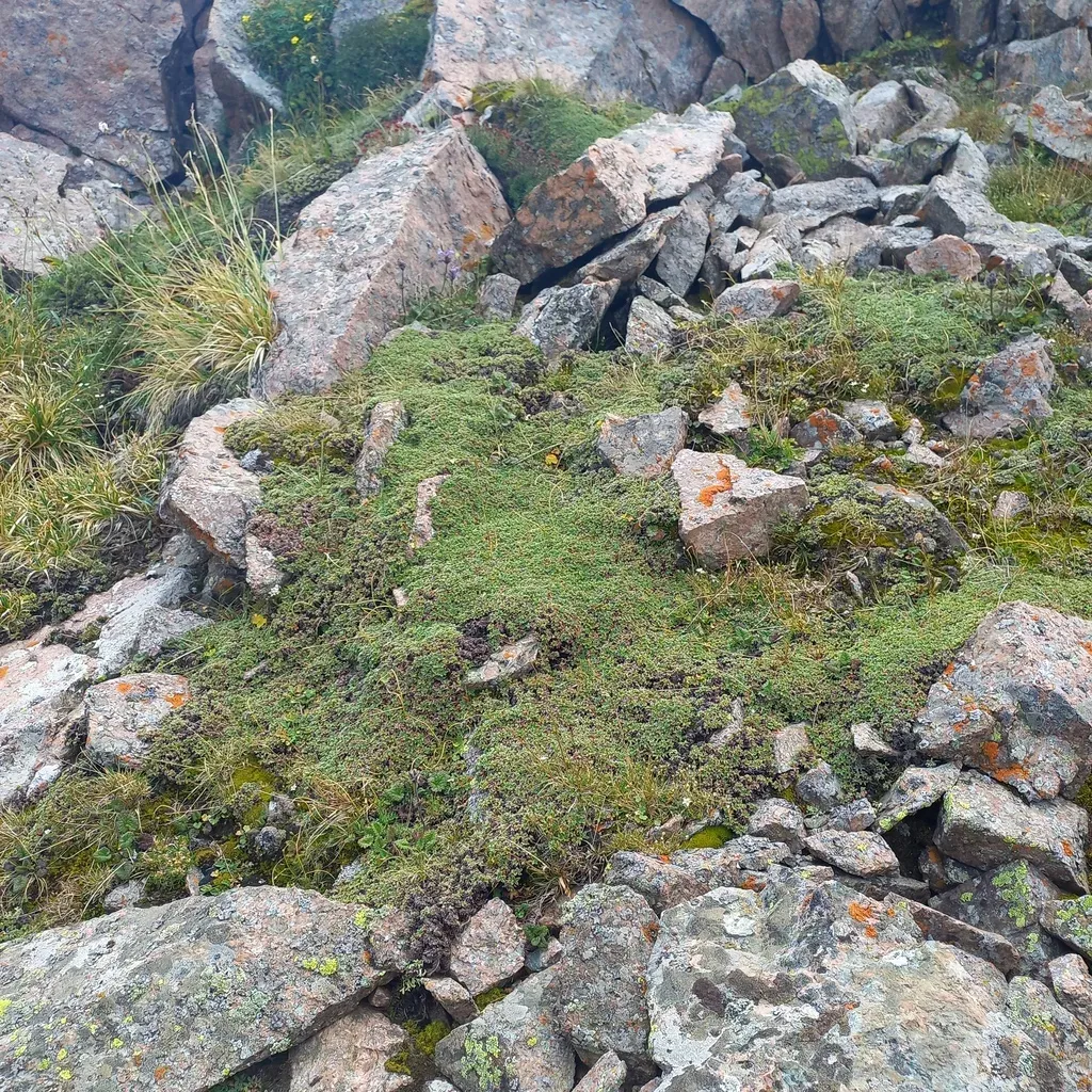 Potentilla Tetrandra