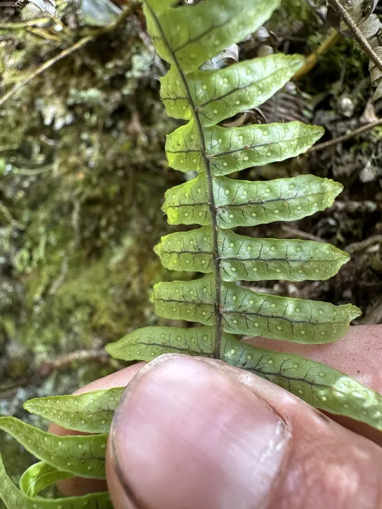 Serpocaulon Eleutherophlebium