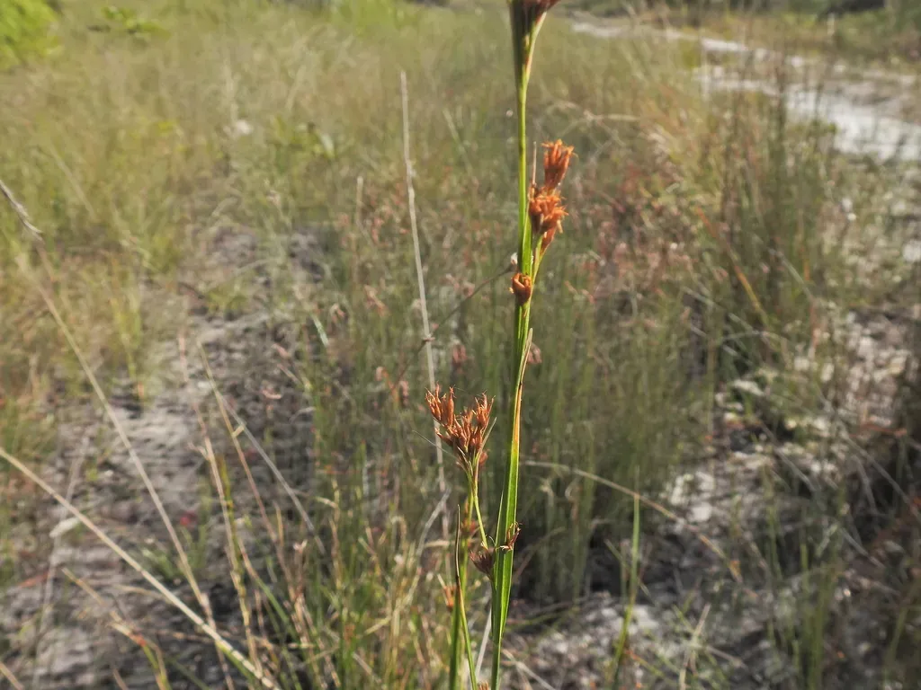 Rhynchospora Brownii