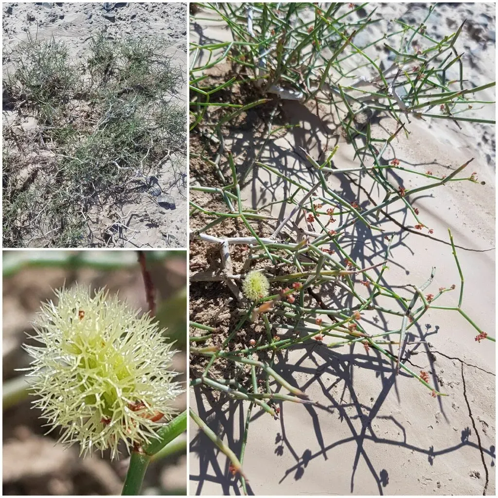 Calligonum Mongolicum