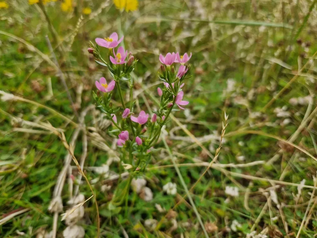 Seaside Centaury