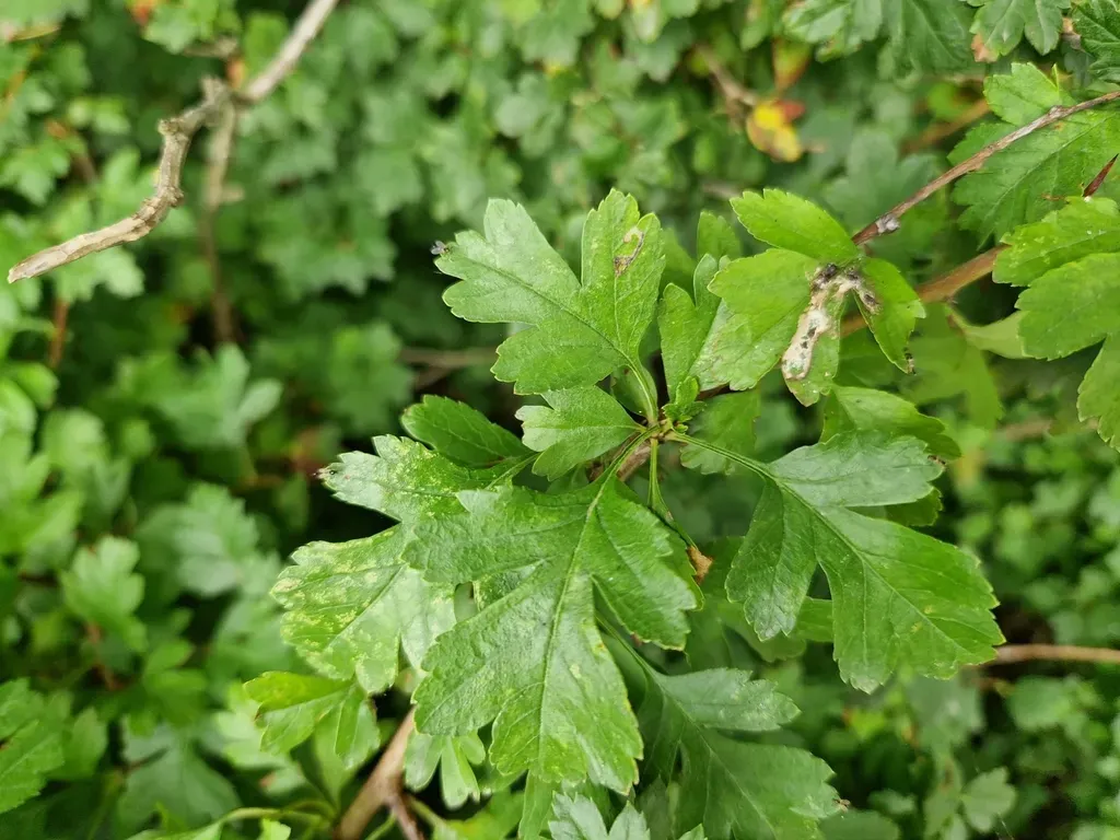 Large-sepalled Hawthorn