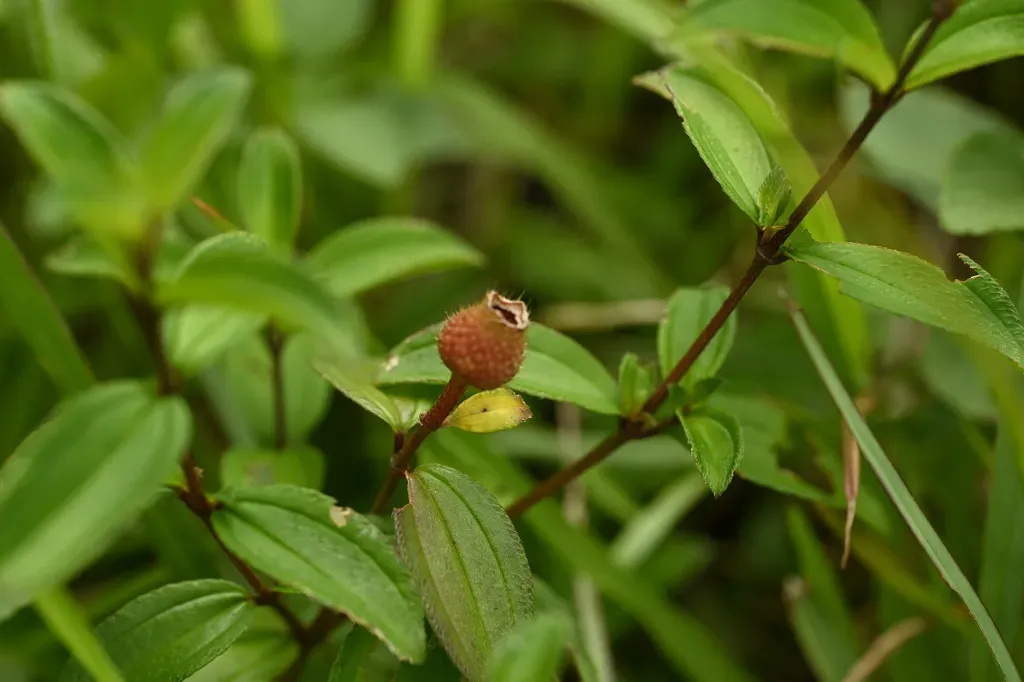 Melastoma × Intermedium