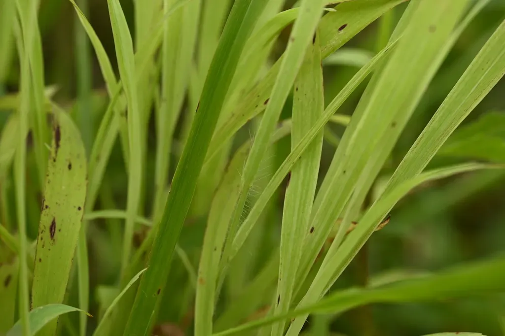 Dimeria Ornithopoda