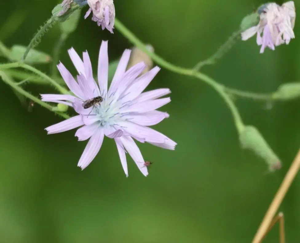 Common Blue-sow-thistle