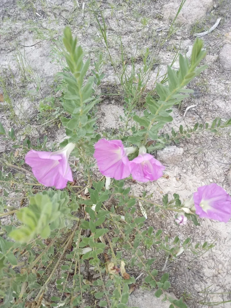 Ipomoea Durangensis