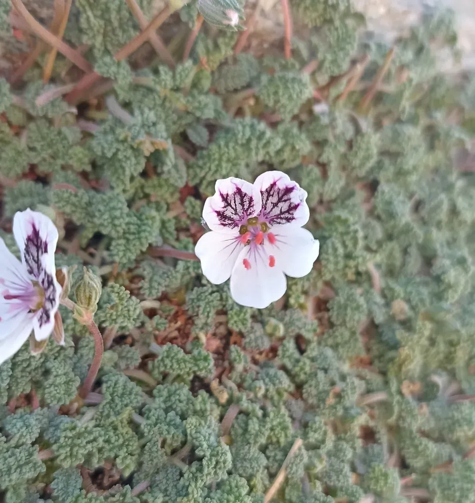 Black-eyed Heron's Bill