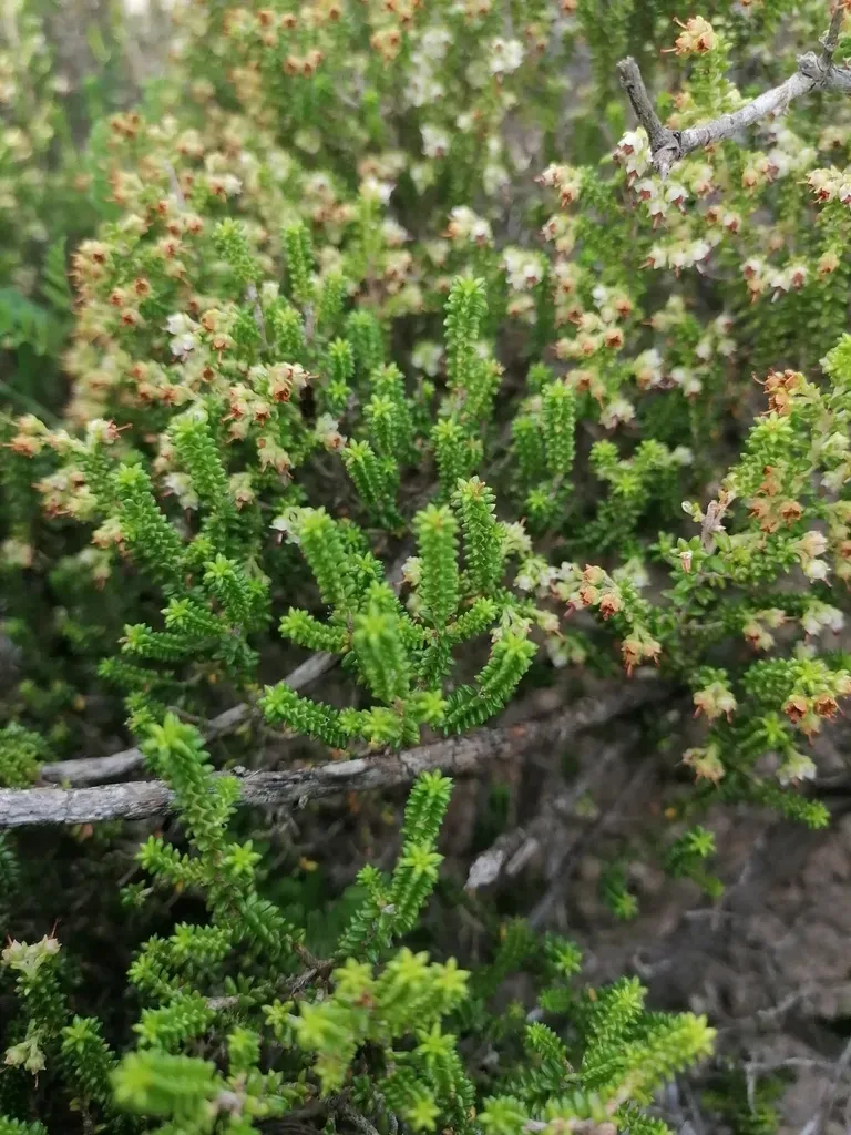 Erica Arenaria
