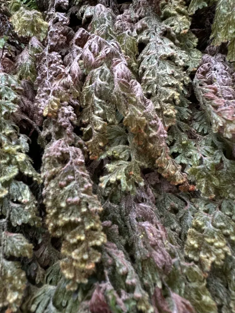 Hymenophyllum Plumosum