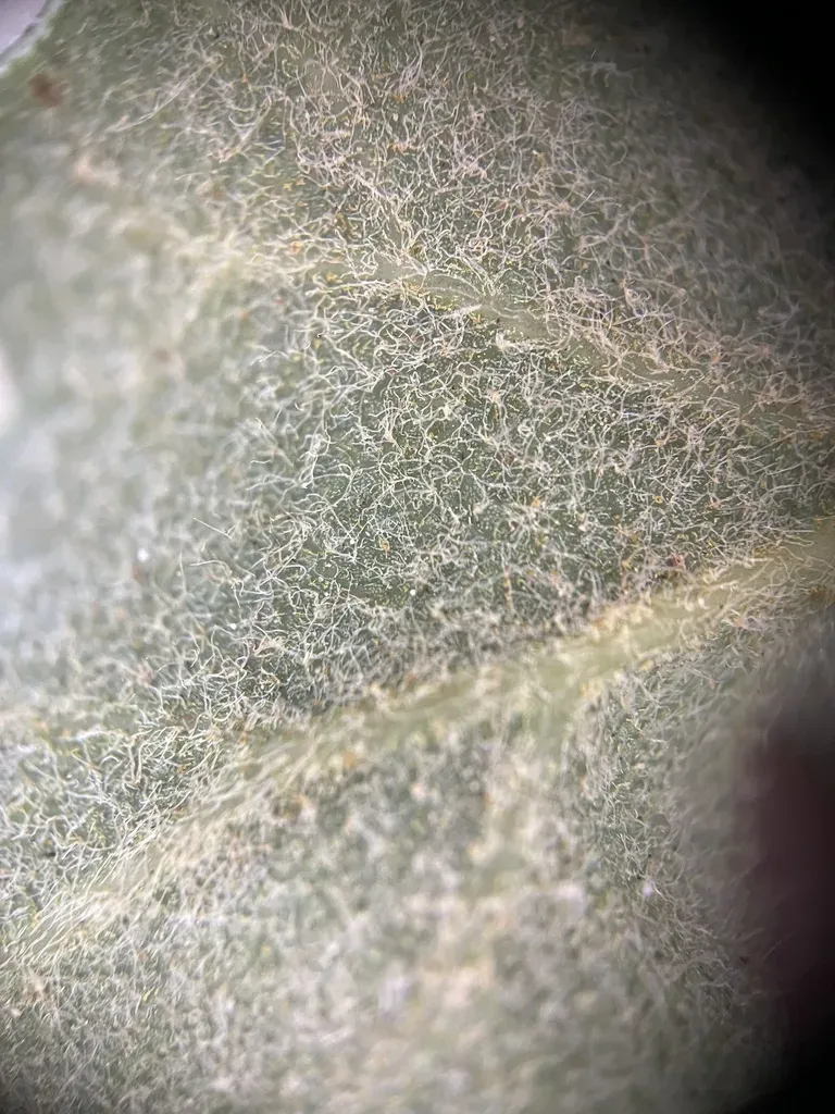 Quercus Berberidifolia × John-tuckeri