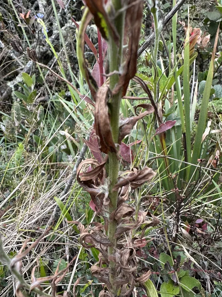 Pseudognaphalium Lanuginosum